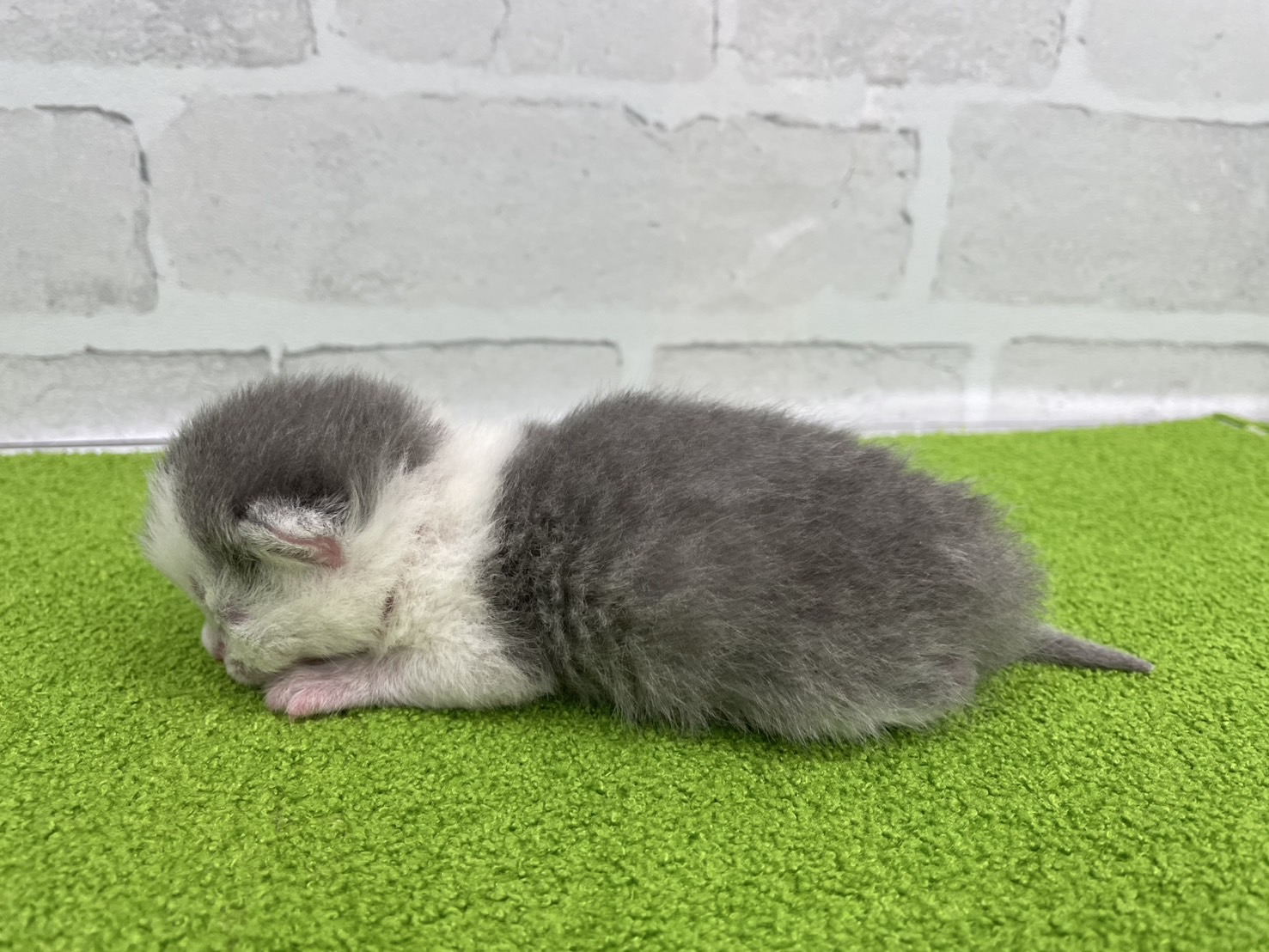 赤ちゃん写真1-2