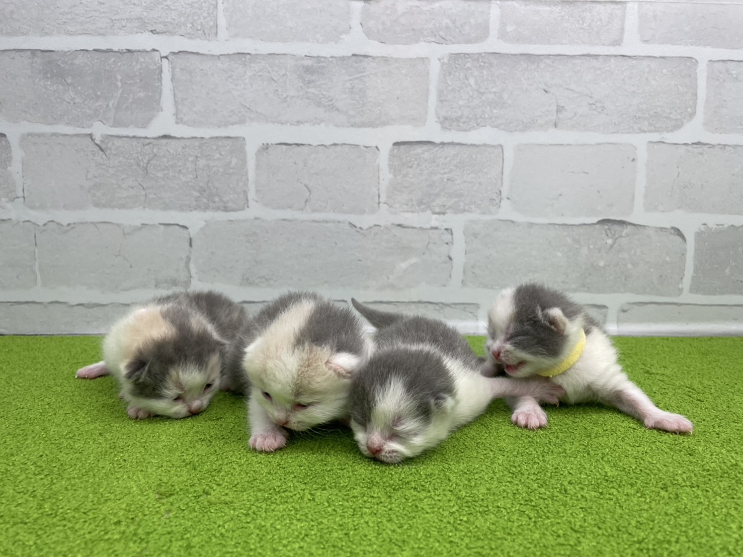 赤ちゃん写真1-3