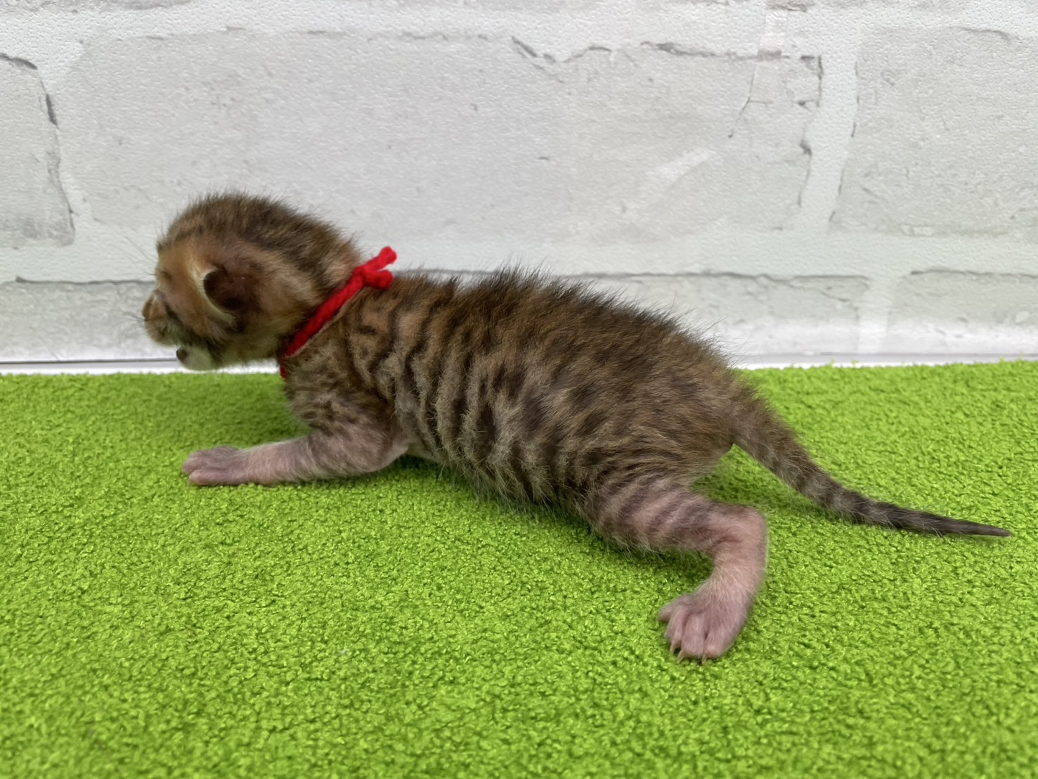 赤ちゃん写真1-2
