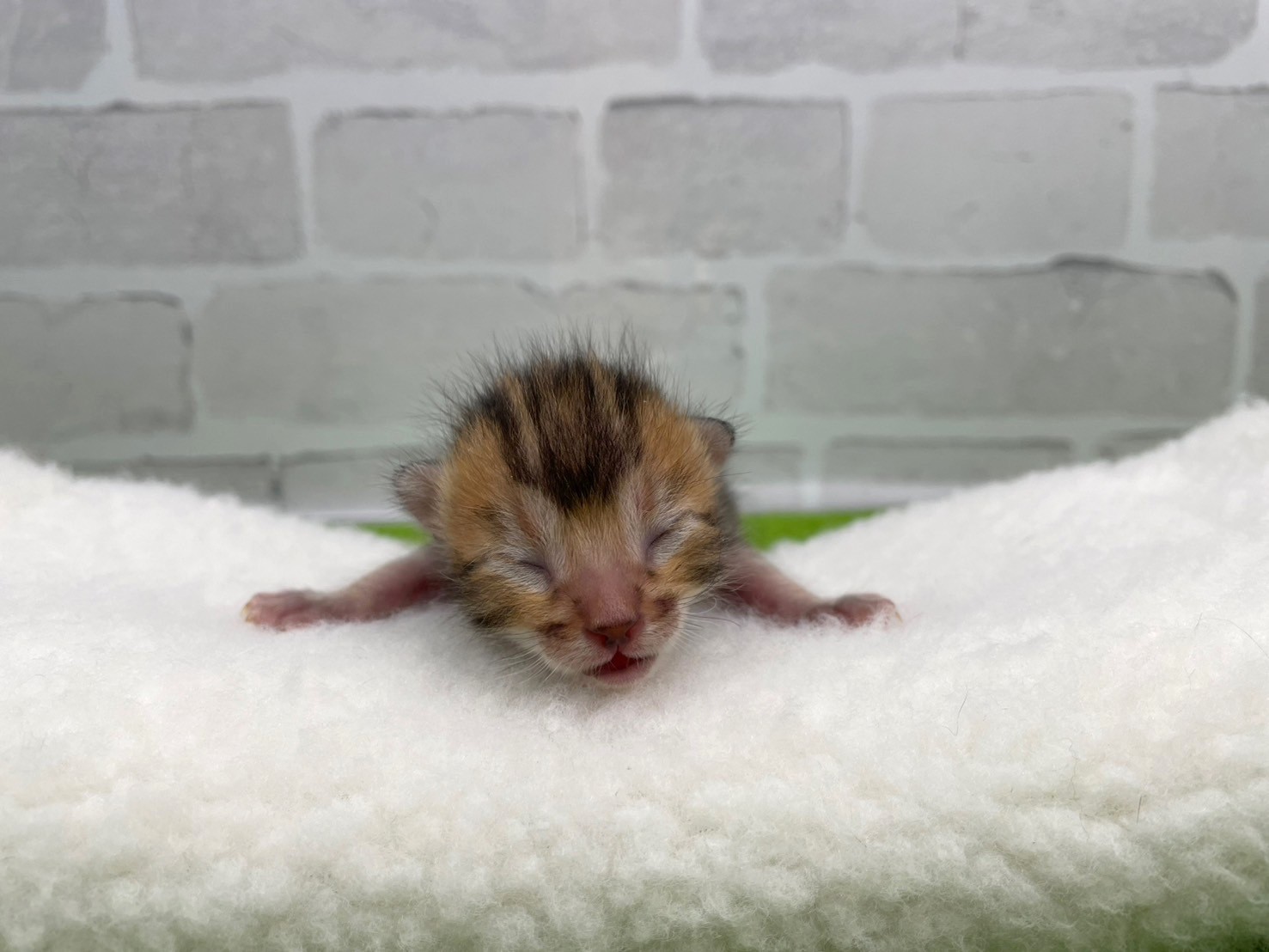 赤ちゃん写真1-1