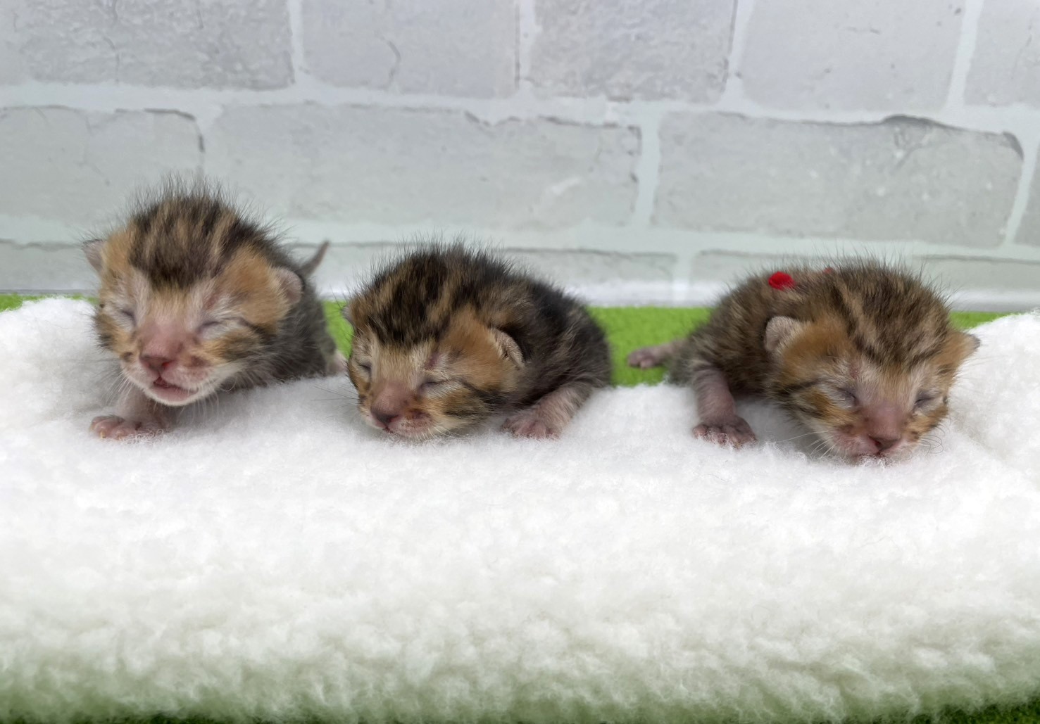 赤ちゃん写真1-3