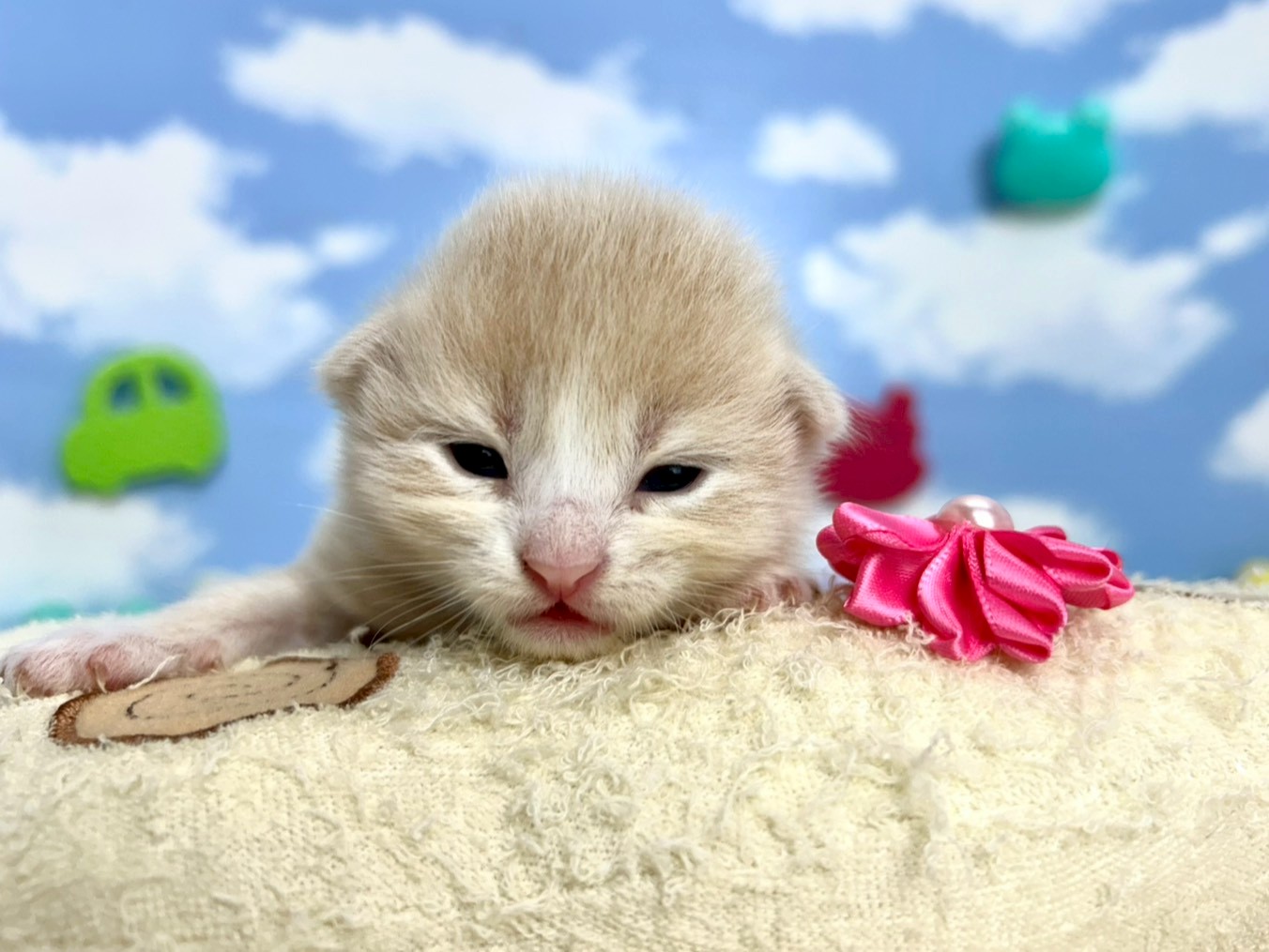 赤ちゃん写真1-1