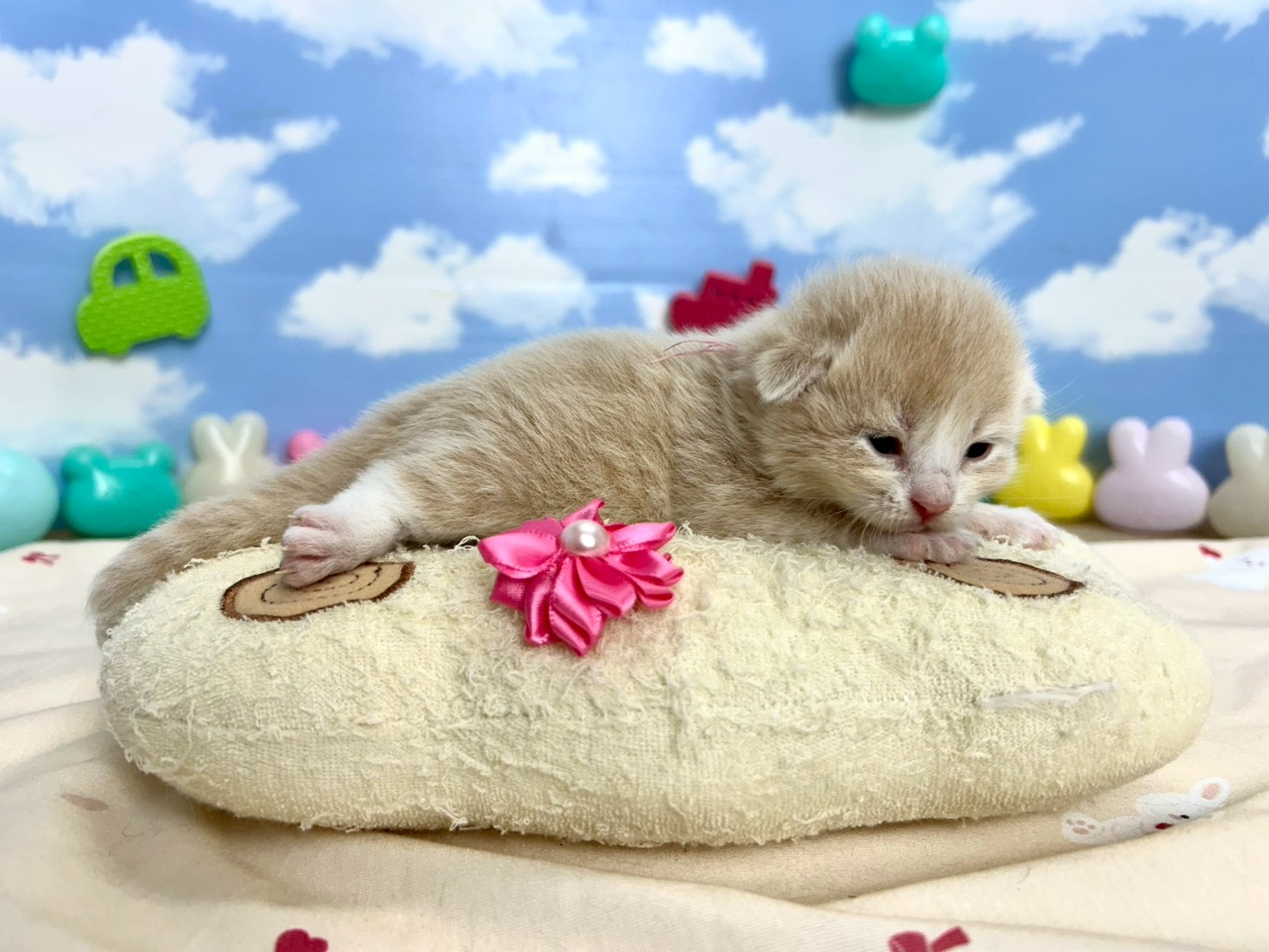 赤ちゃん写真1-2