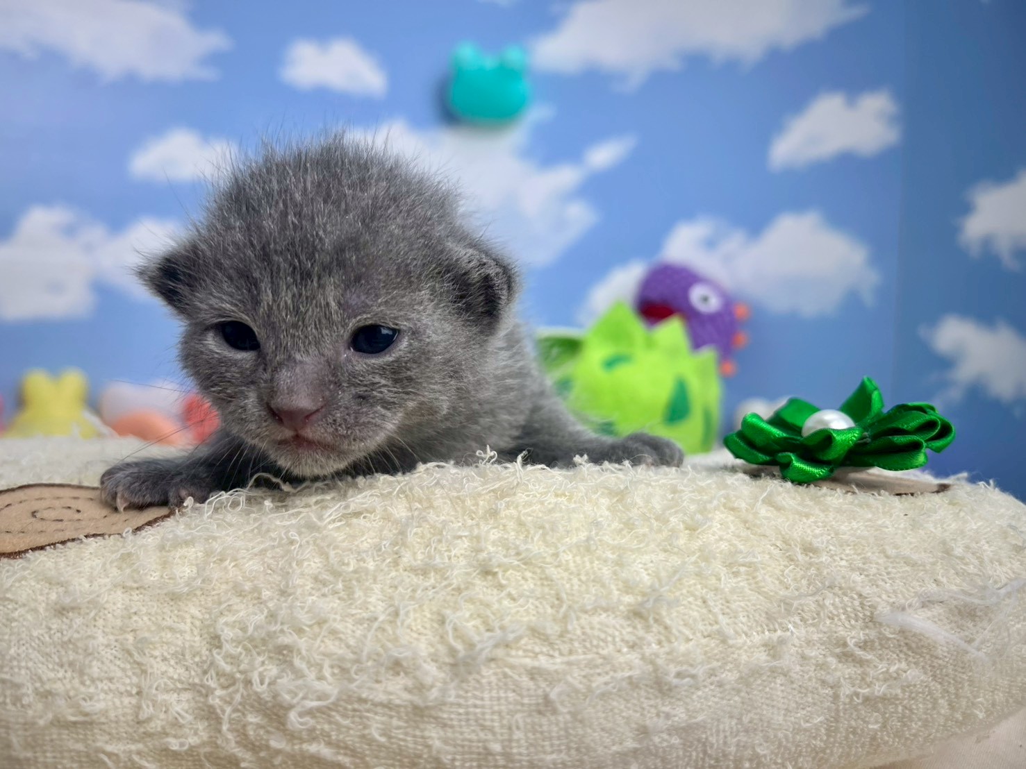 赤ちゃん写真1-1