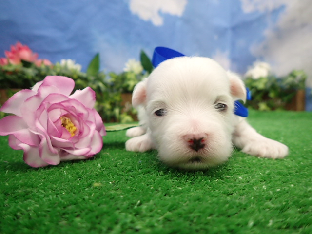 赤ちゃん写真2-1