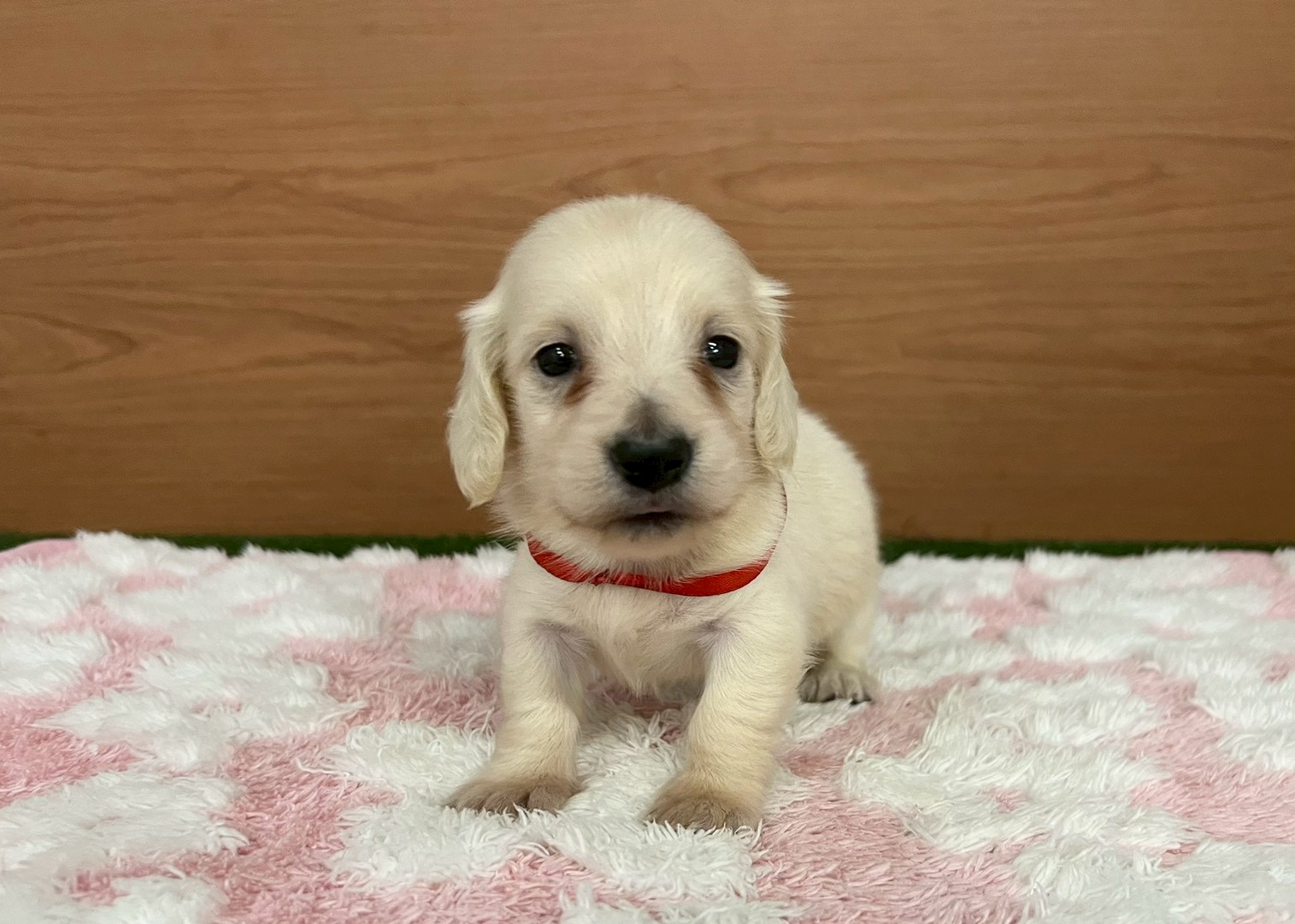 ミニチュア・ダックスフンド