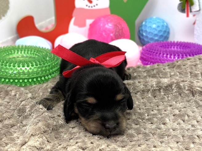 ミニチュア・ダックスフンド