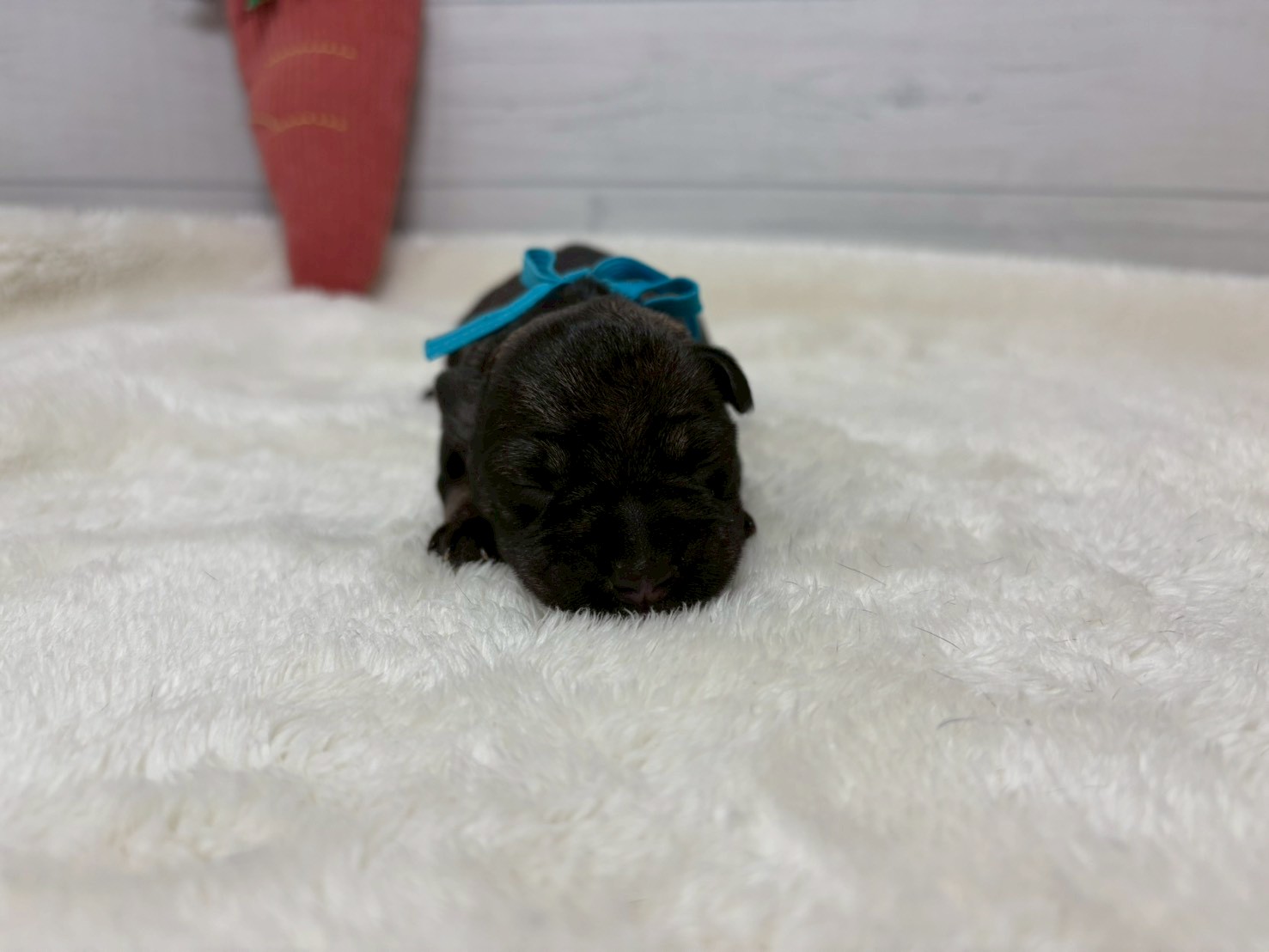 赤ちゃん写真1-1