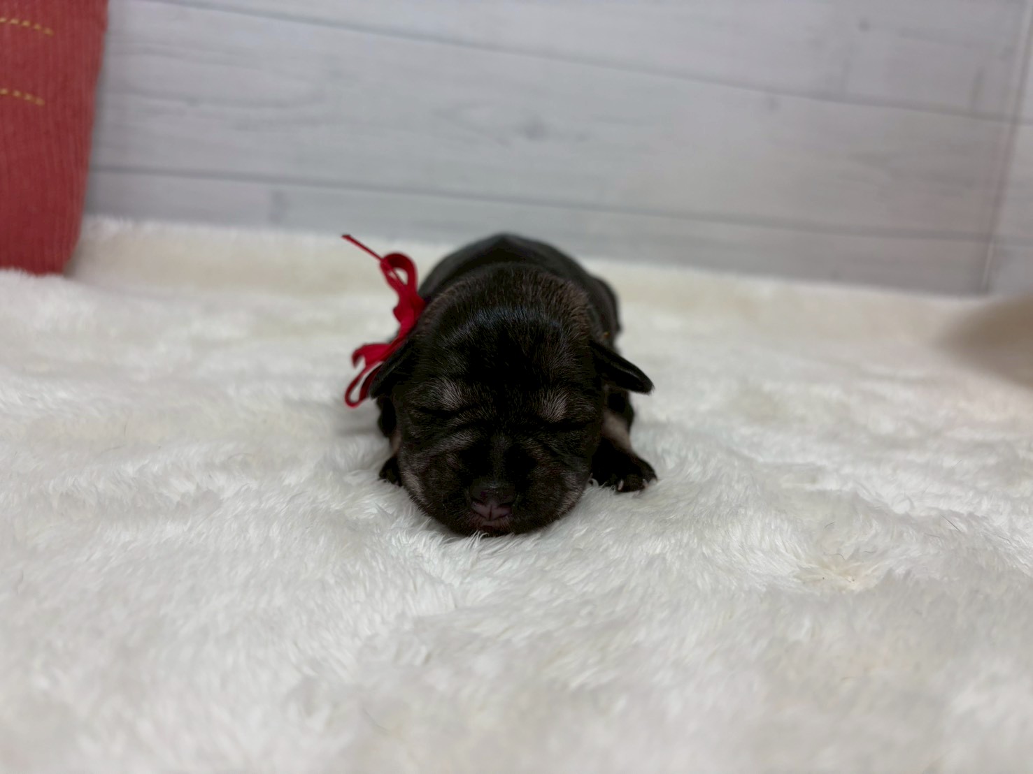 ミニチュア・シュナウザー