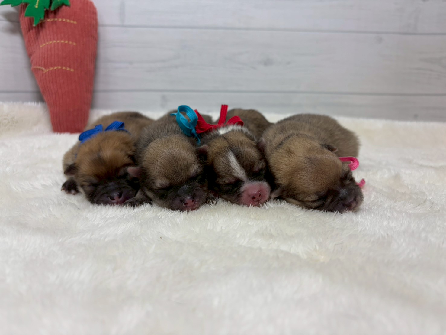 赤ちゃん写真1-3