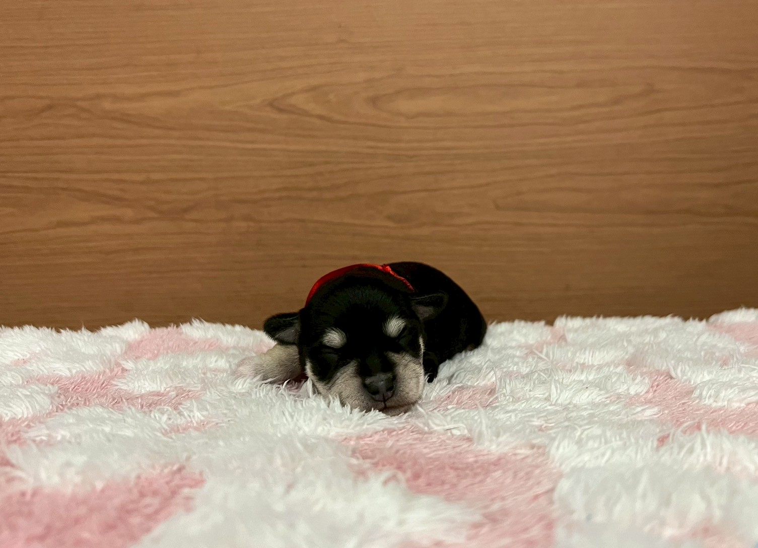 ミニチュア・シュナウザー