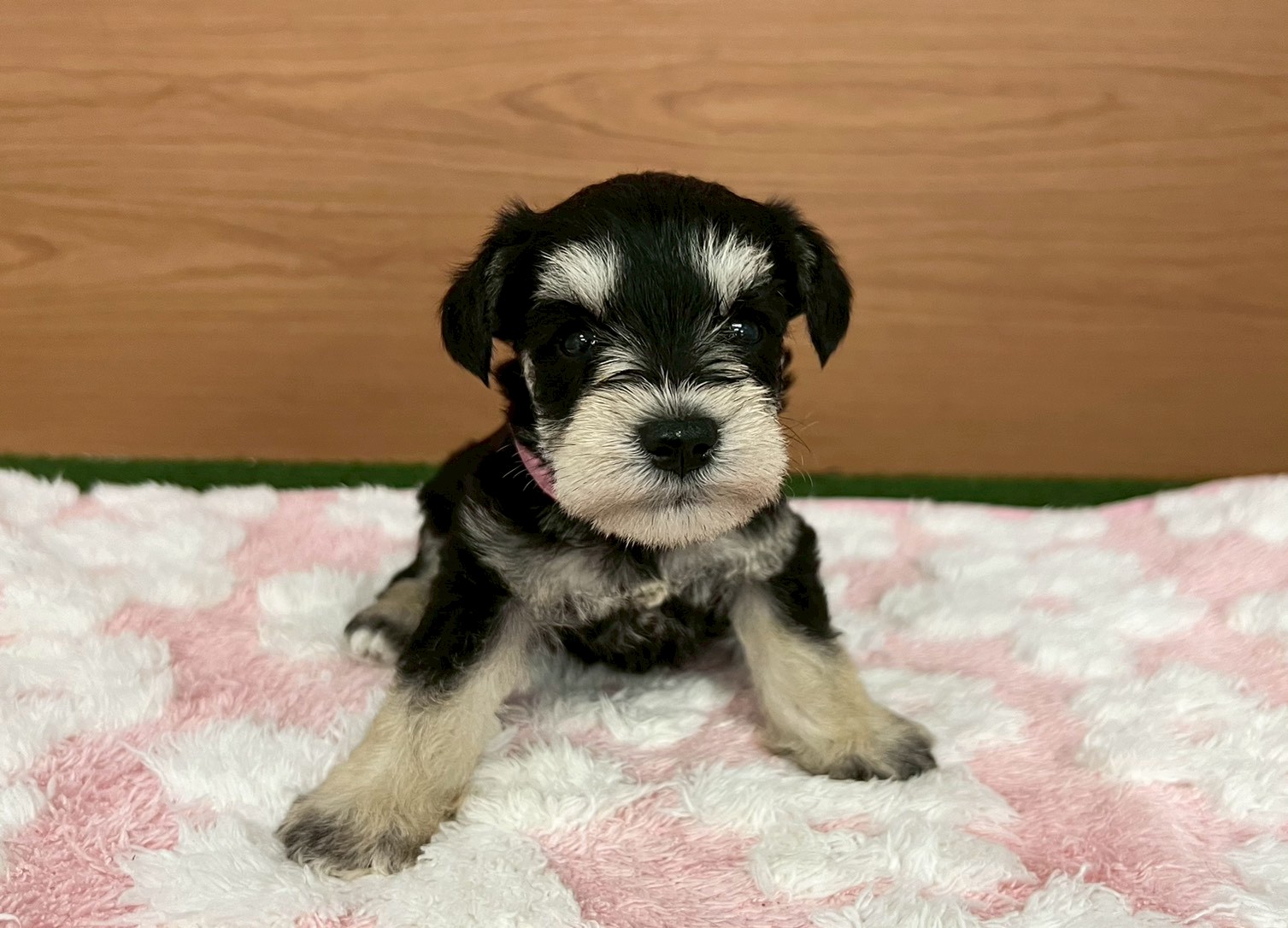 ミニチュア・シュナウザー