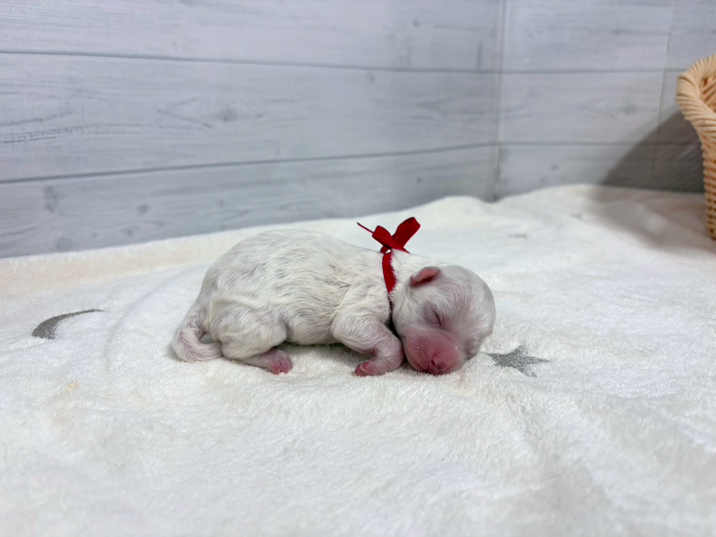 赤ちゃん写真1-2