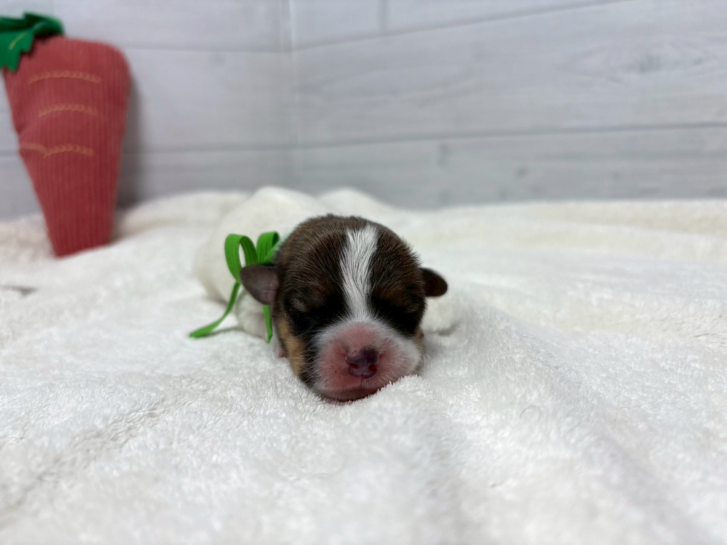 赤ちゃん写真1-1