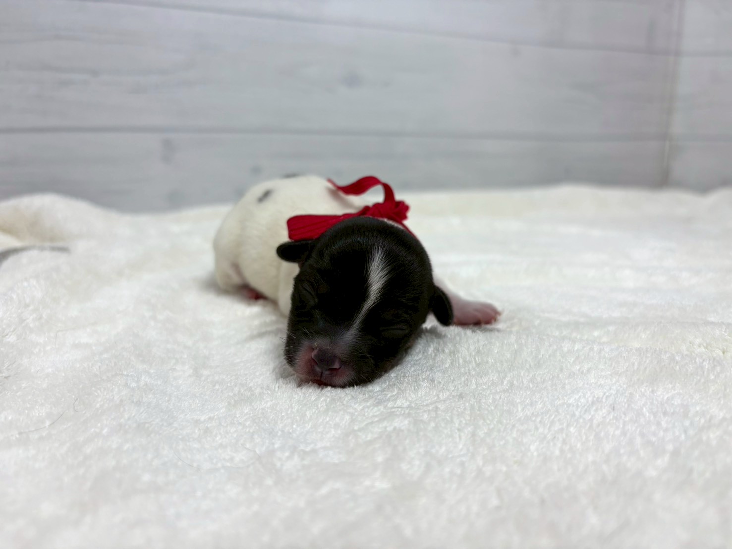 赤ちゃん写真1-1