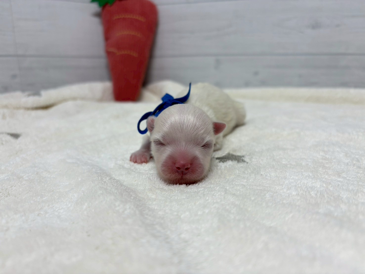 赤ちゃん写真1-1