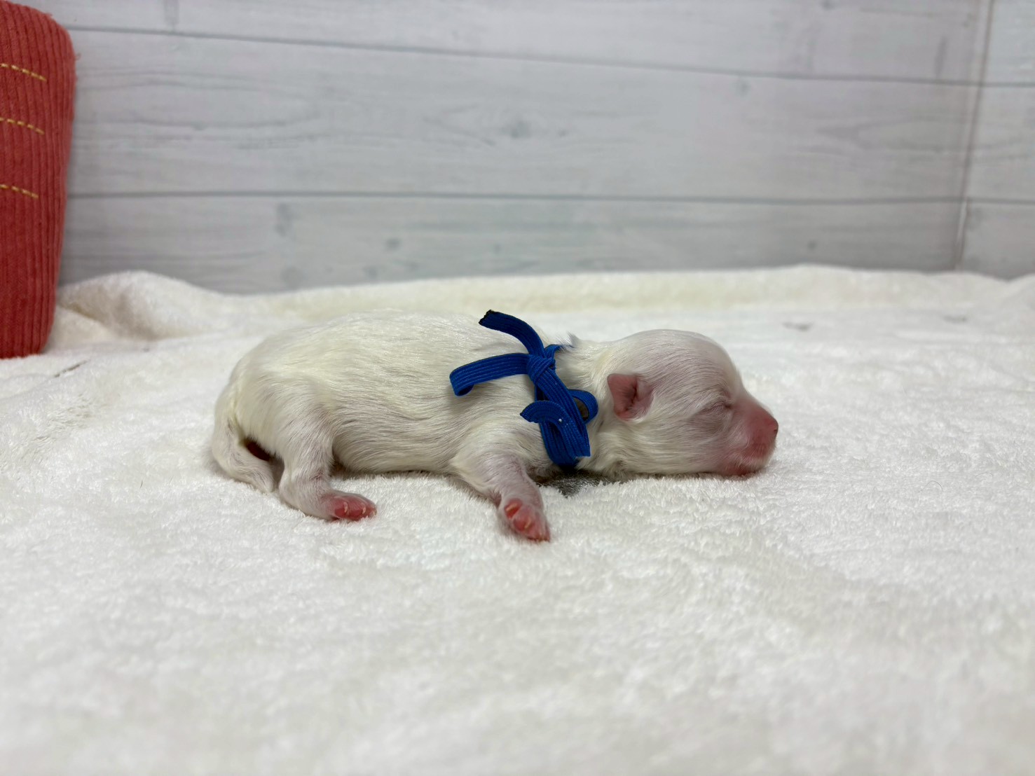 赤ちゃん写真1-2