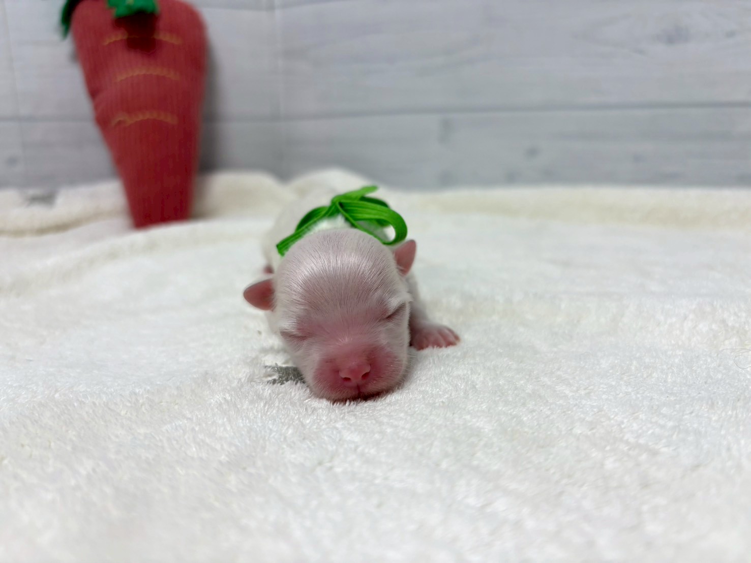 赤ちゃん写真1-1