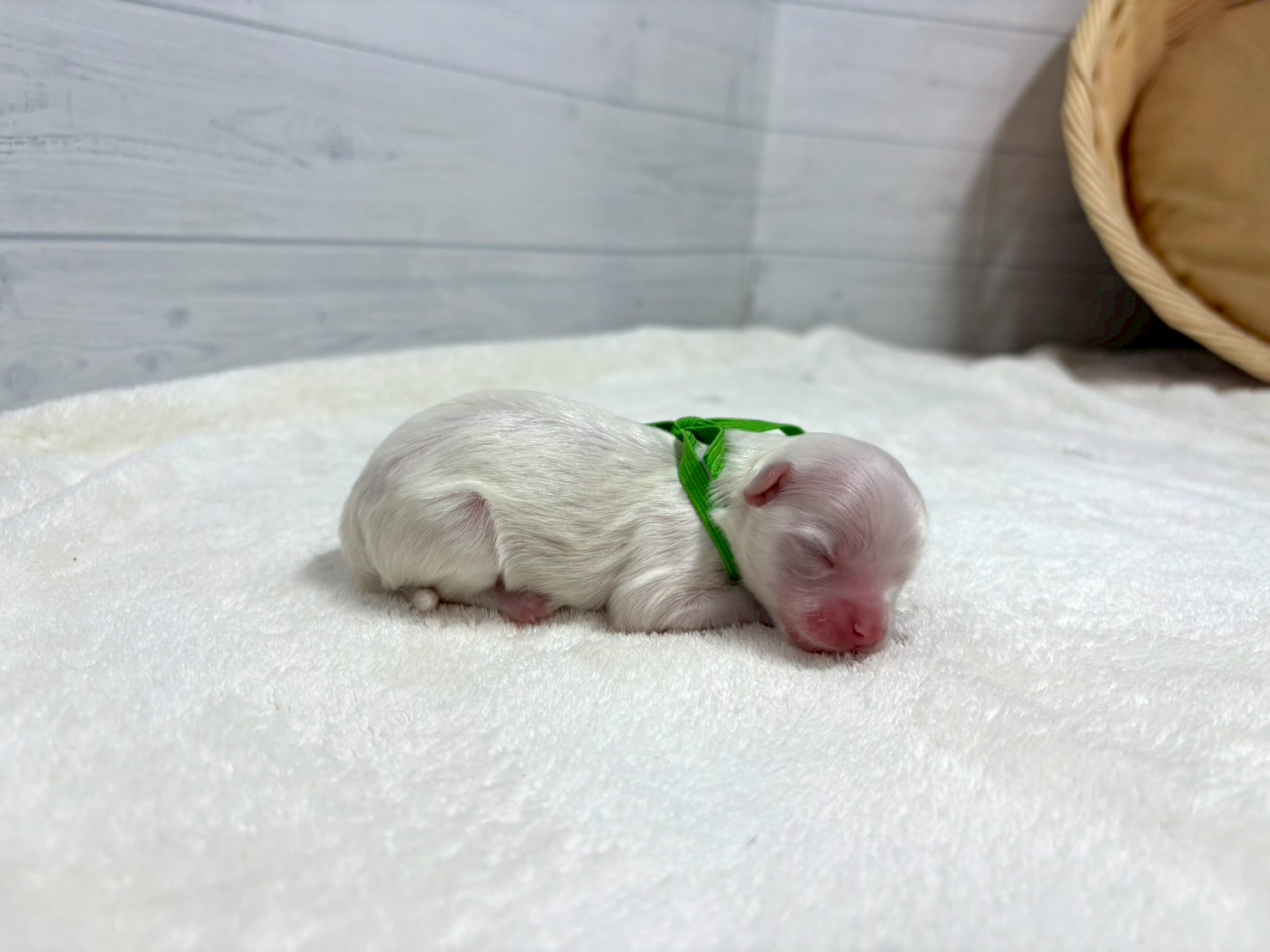 赤ちゃん写真1-2