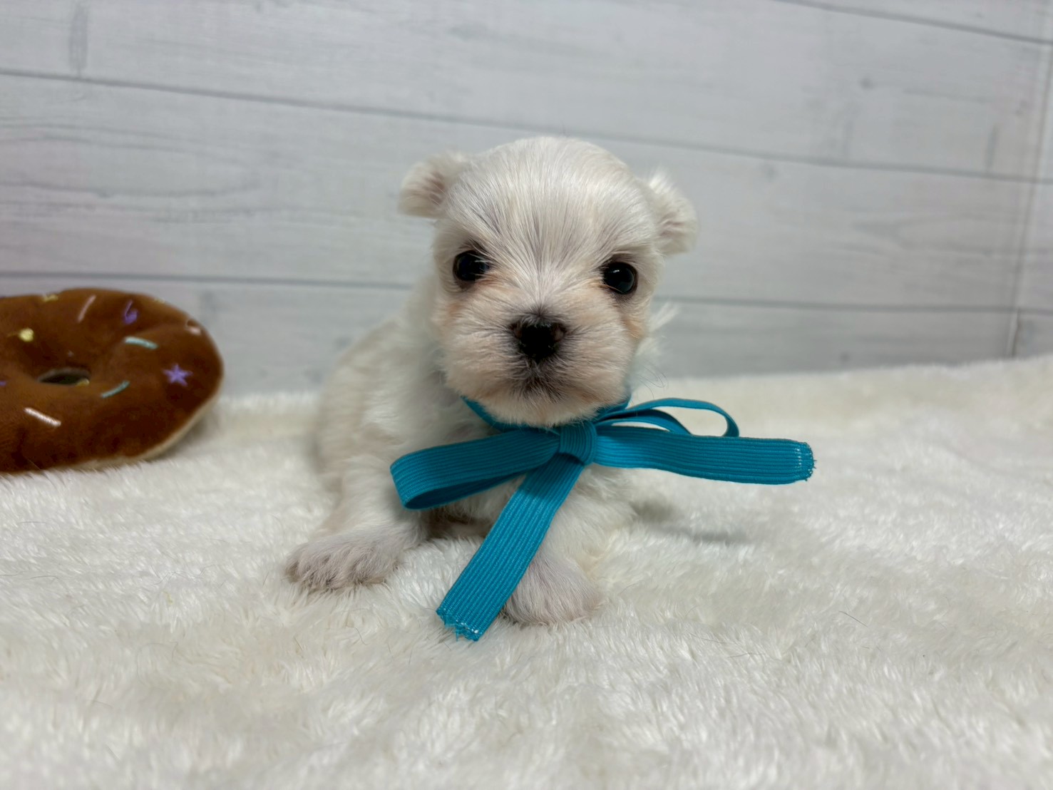 赤ちゃん写真2-1