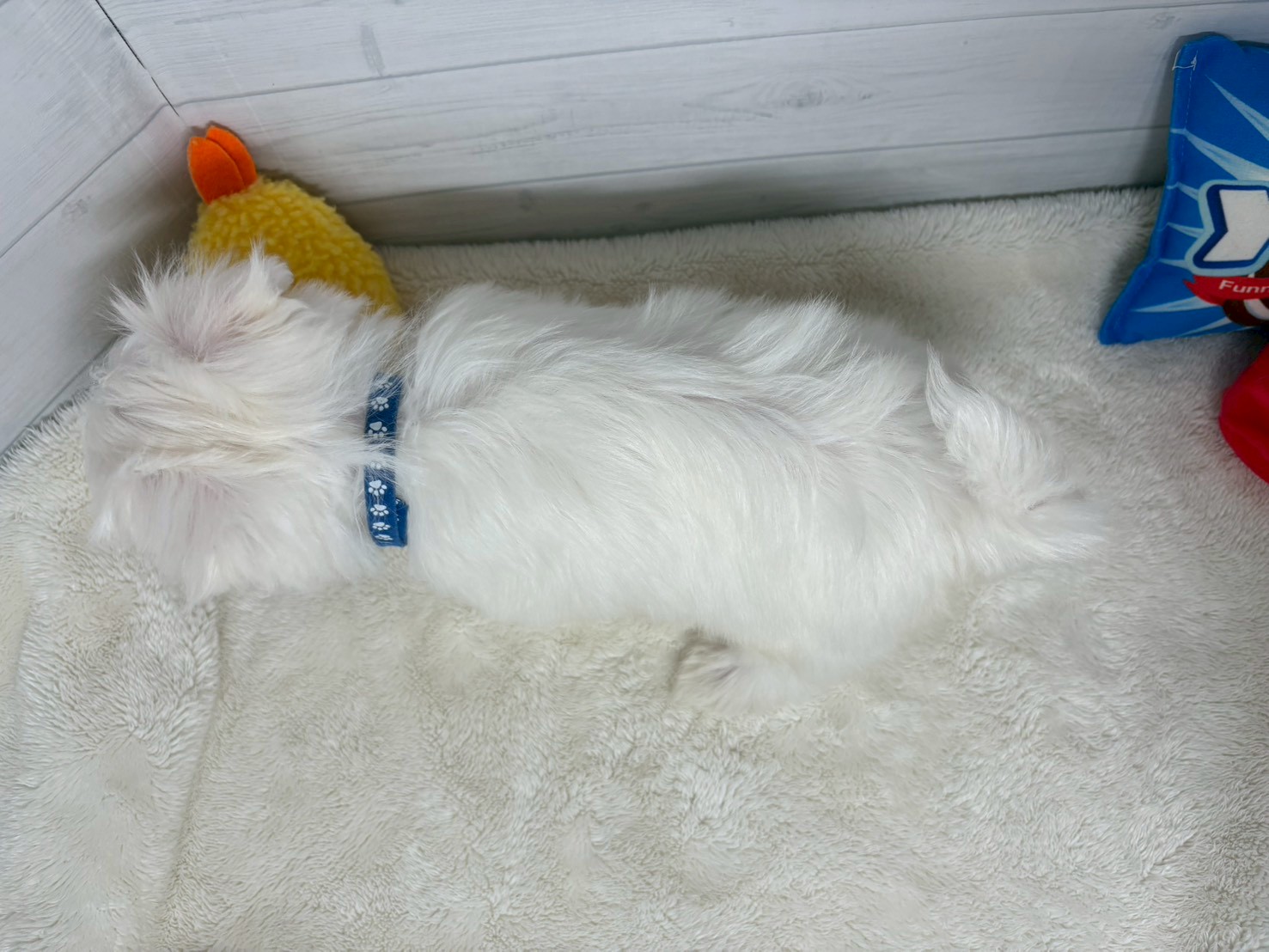 赤ちゃん写真3-2