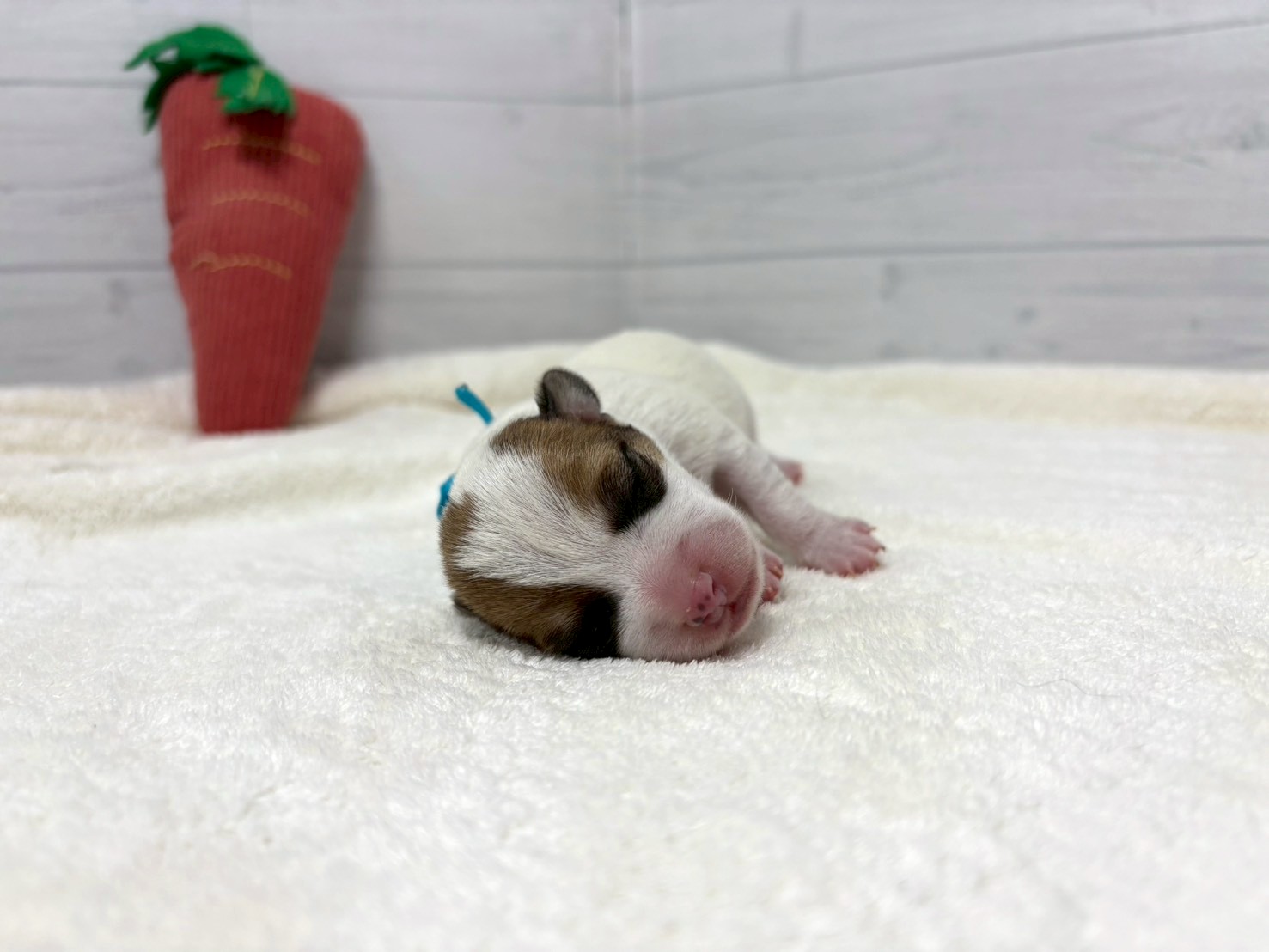 赤ちゃん写真1-1