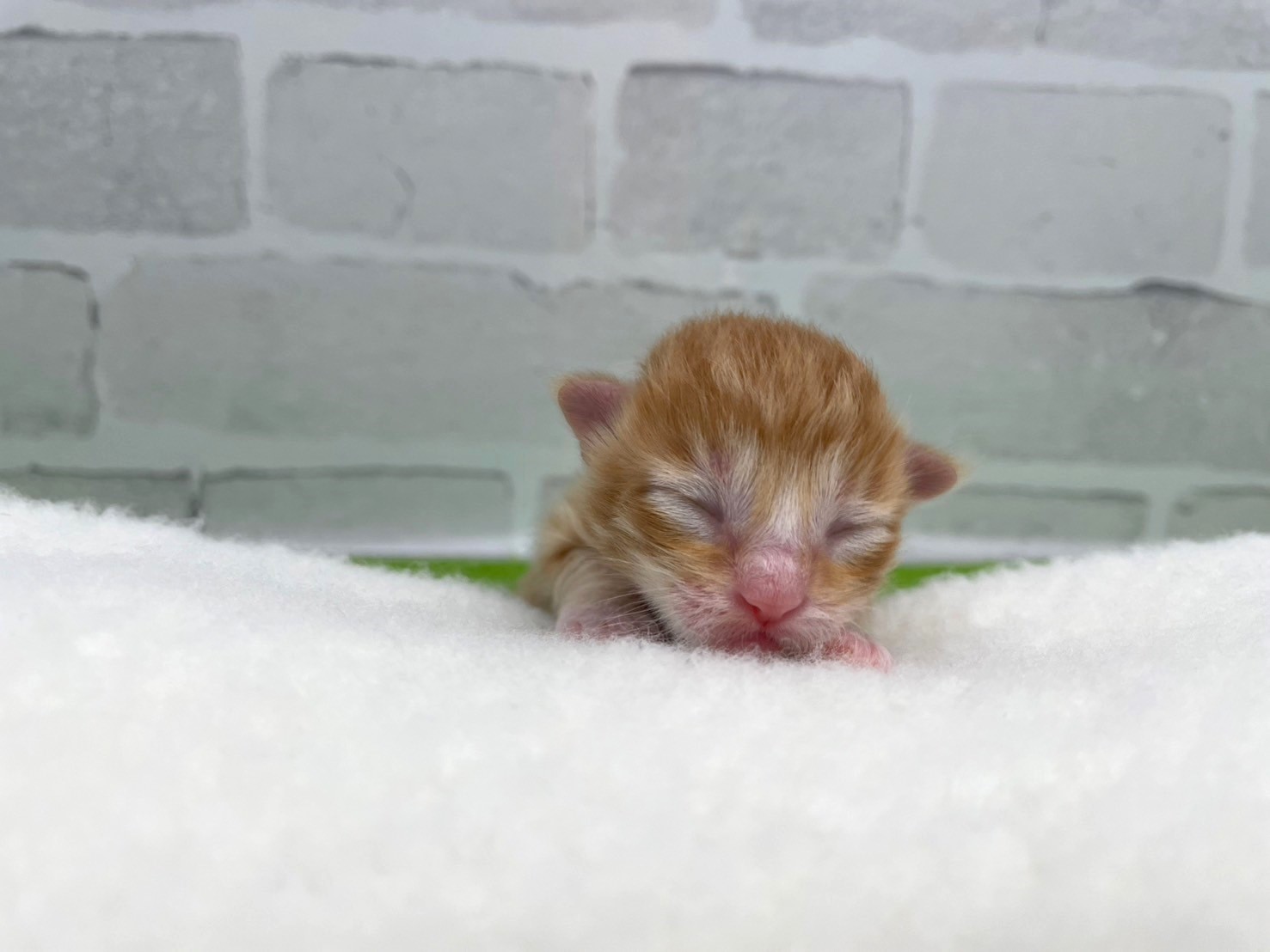 赤ちゃん写真1-1