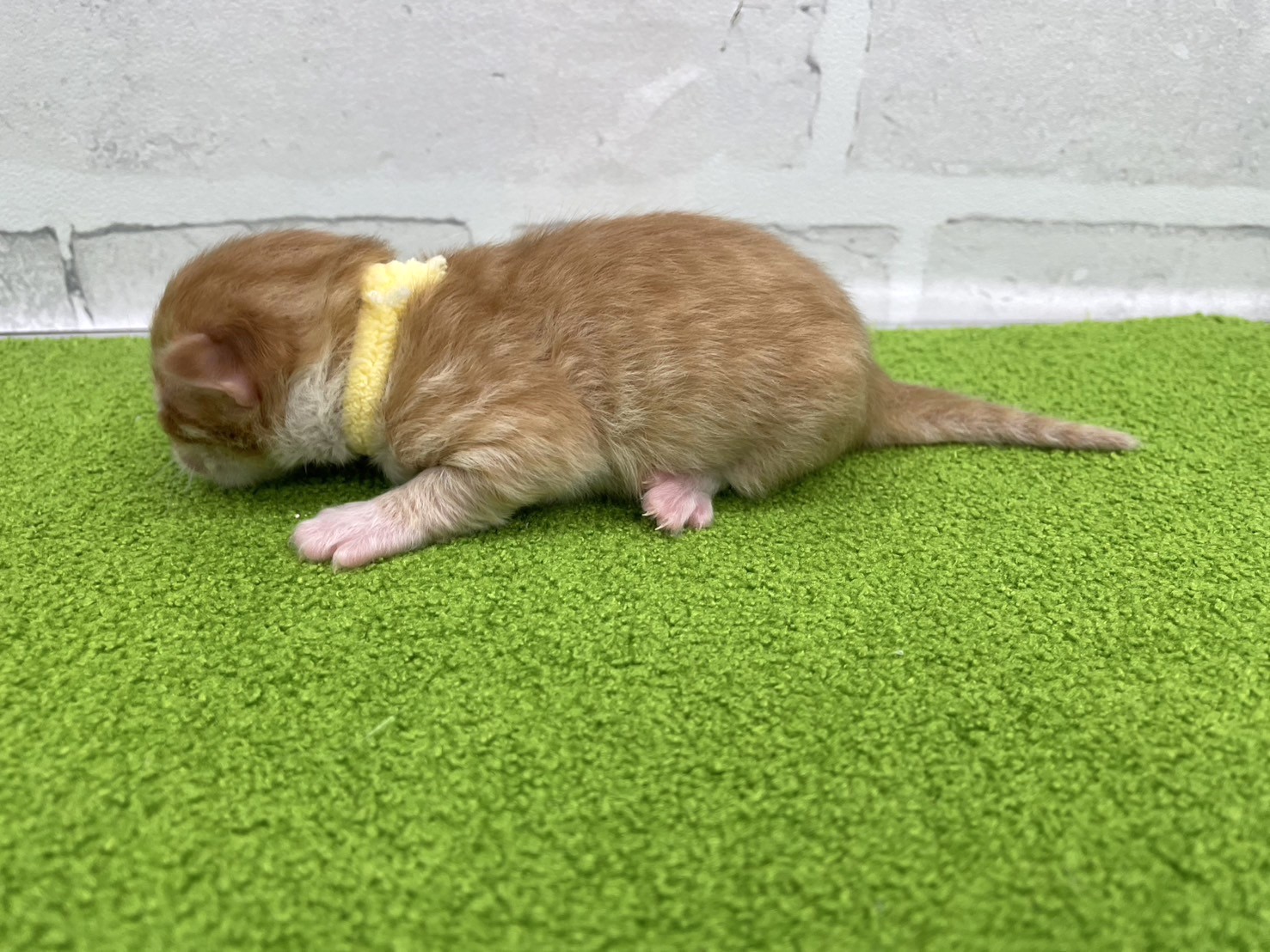 赤ちゃん写真1-2