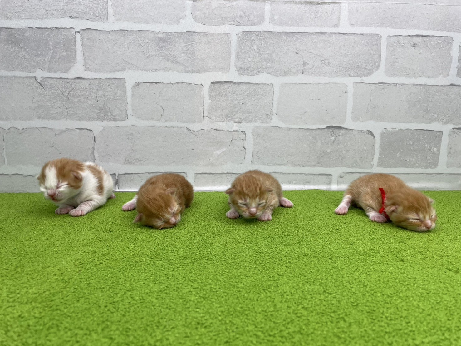 赤ちゃん写真1-3