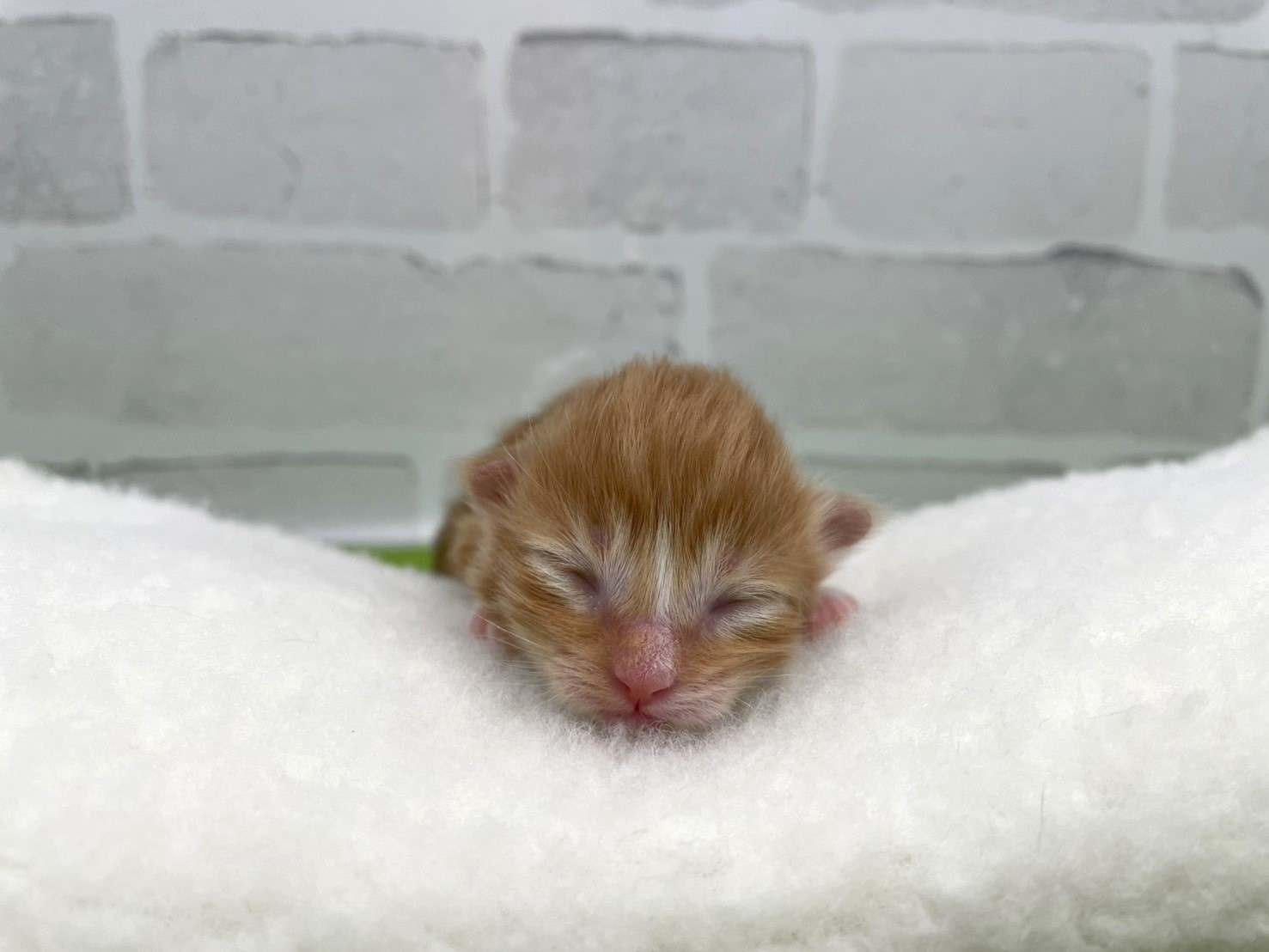 赤ちゃん写真1-1