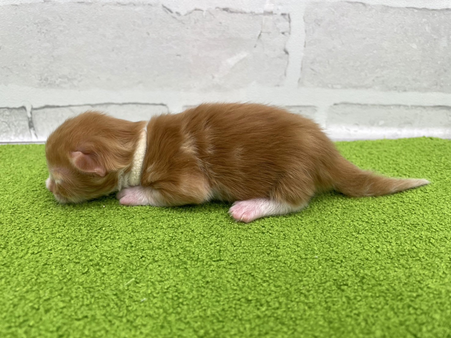 赤ちゃん写真1-2