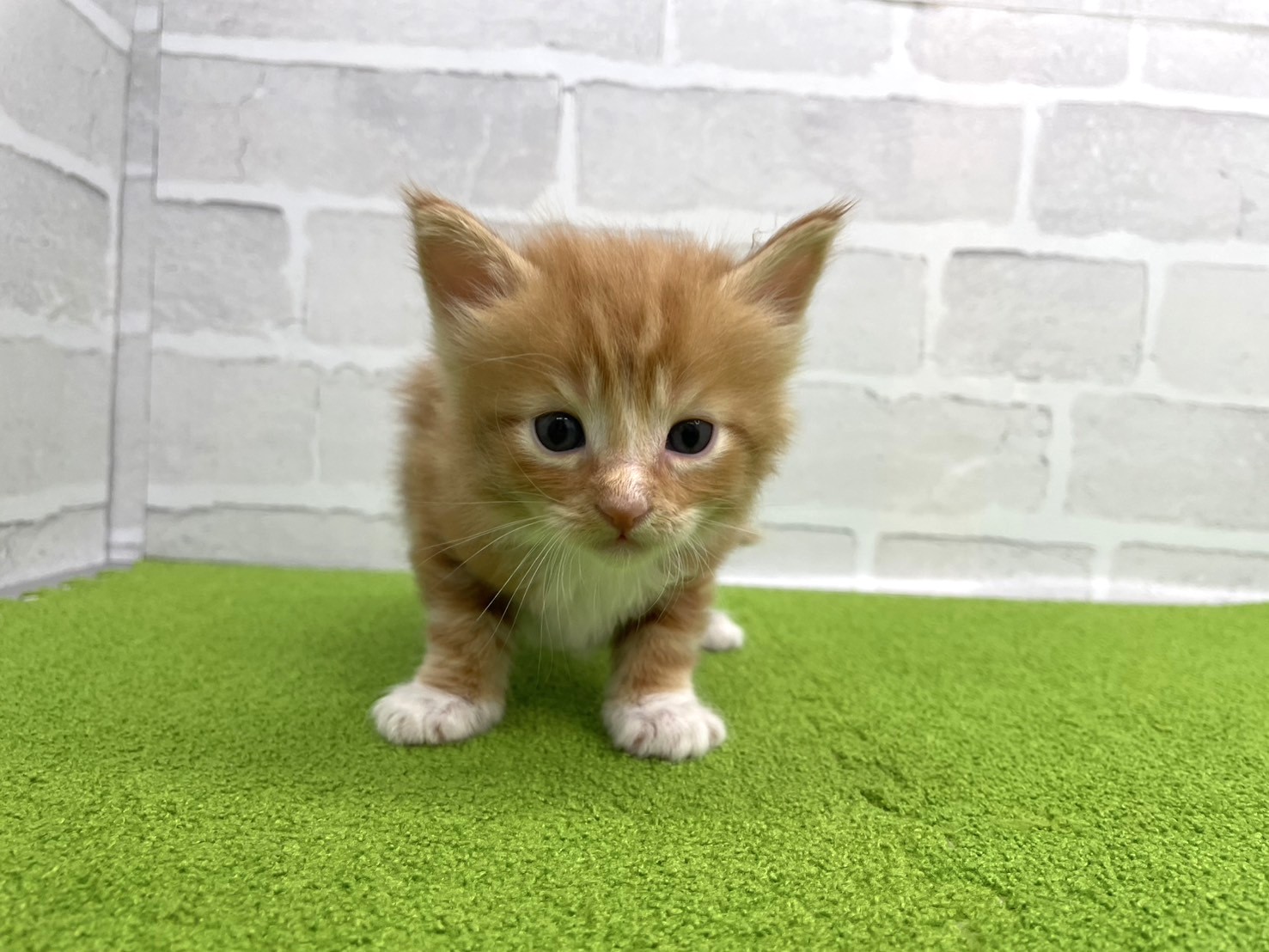 赤ちゃん写真2-1