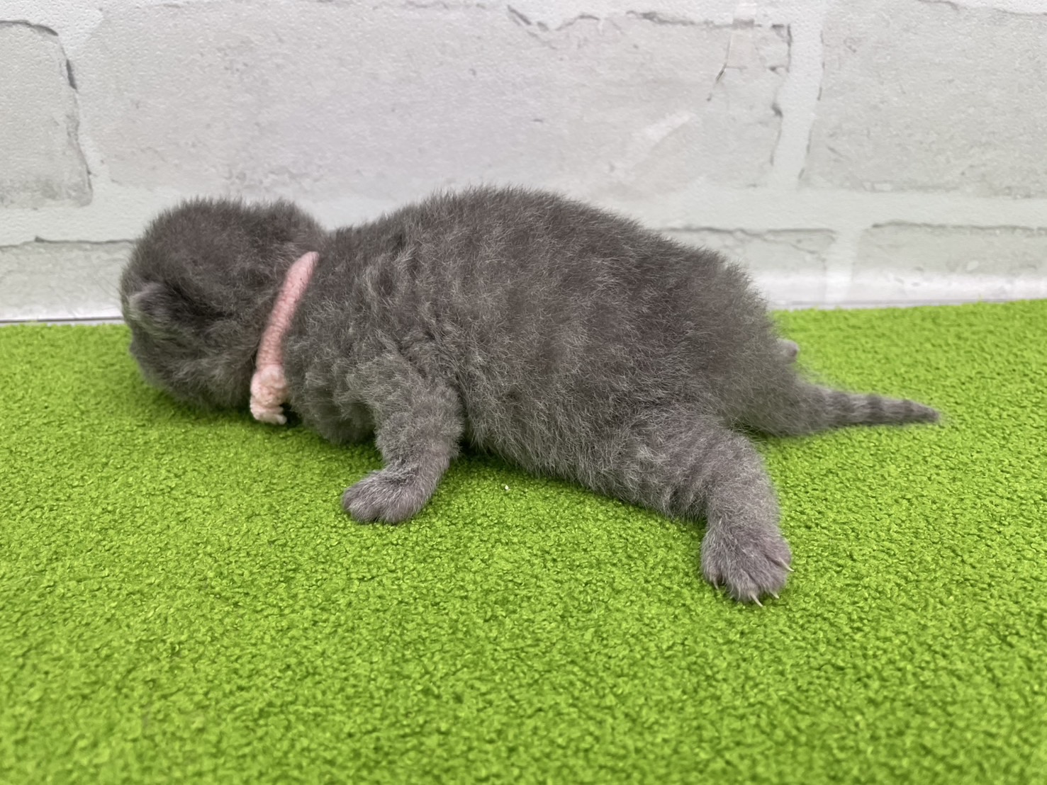 赤ちゃん写真1-2