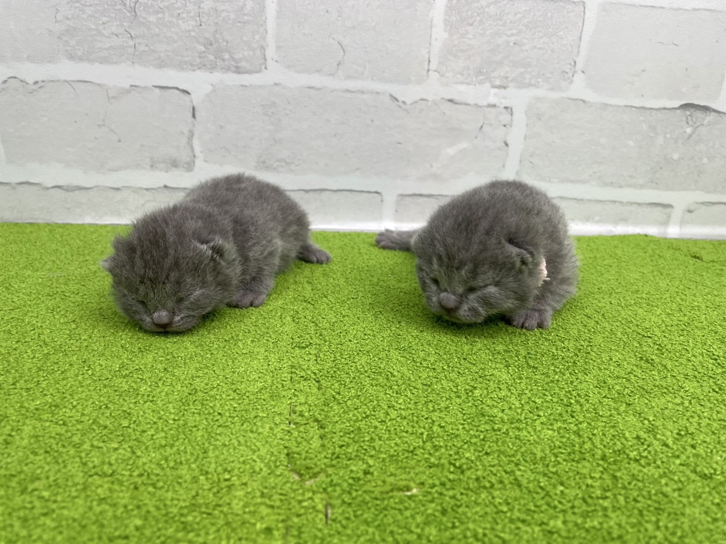 赤ちゃん写真1-3