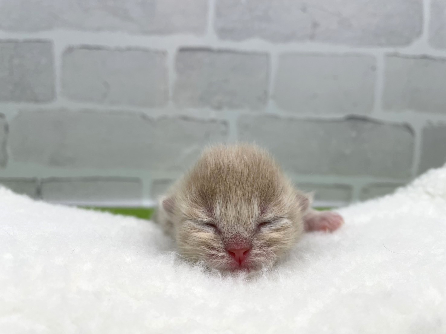 赤ちゃん写真1-1