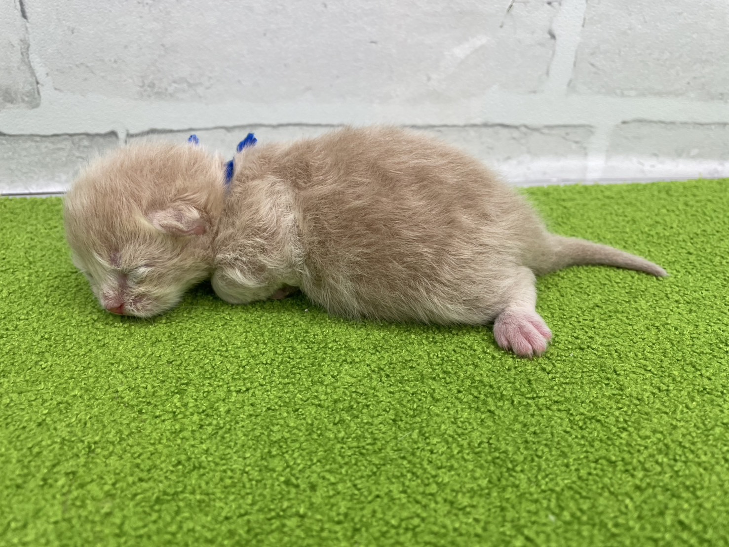 赤ちゃん写真1-2