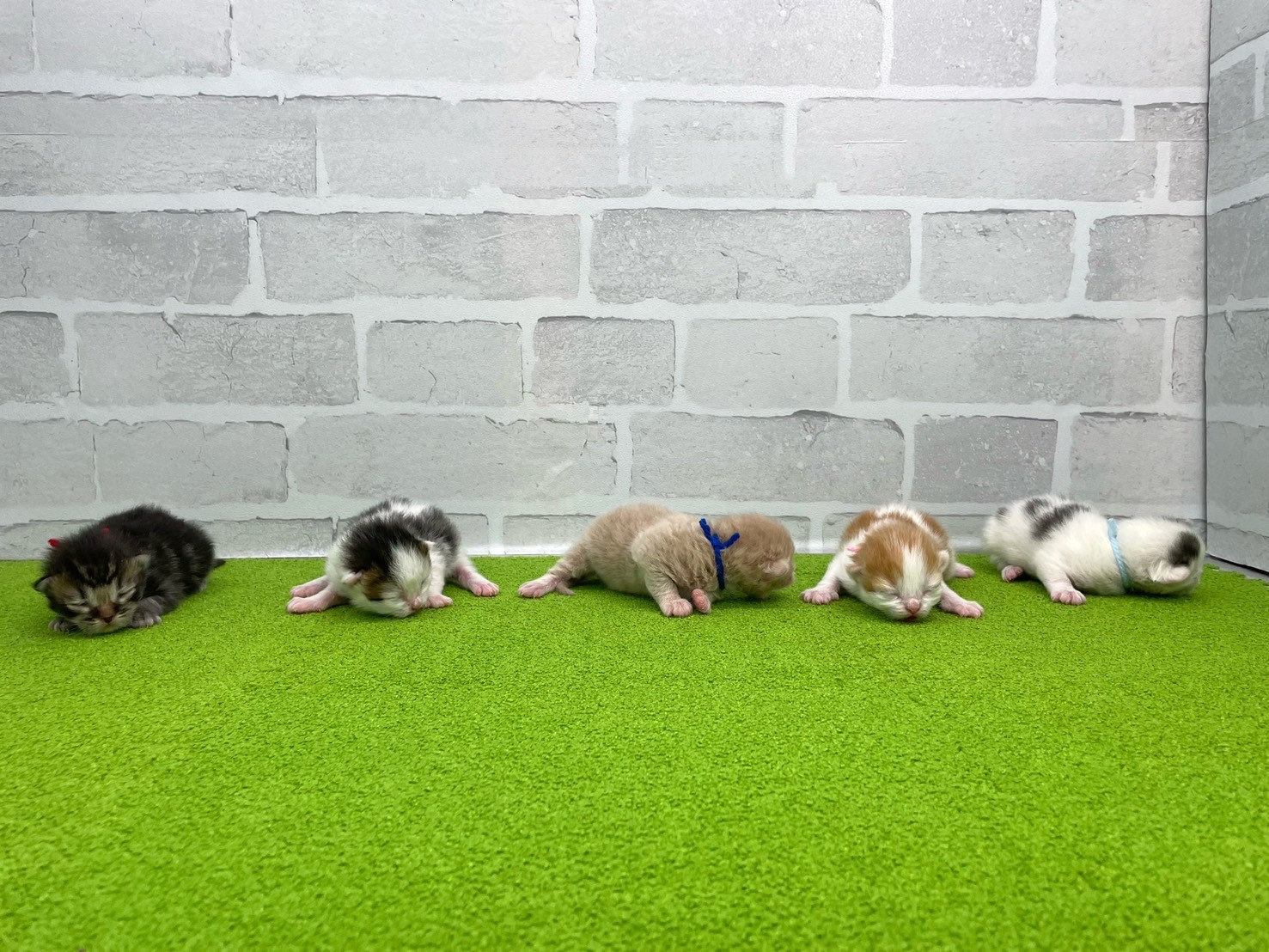 赤ちゃん写真1-3