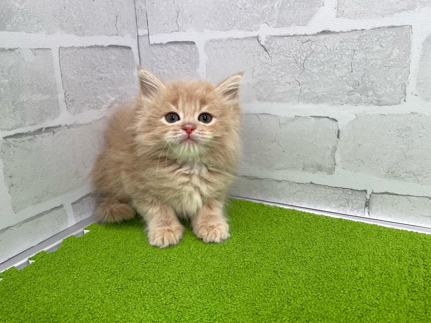 赤ちゃん写真3-1