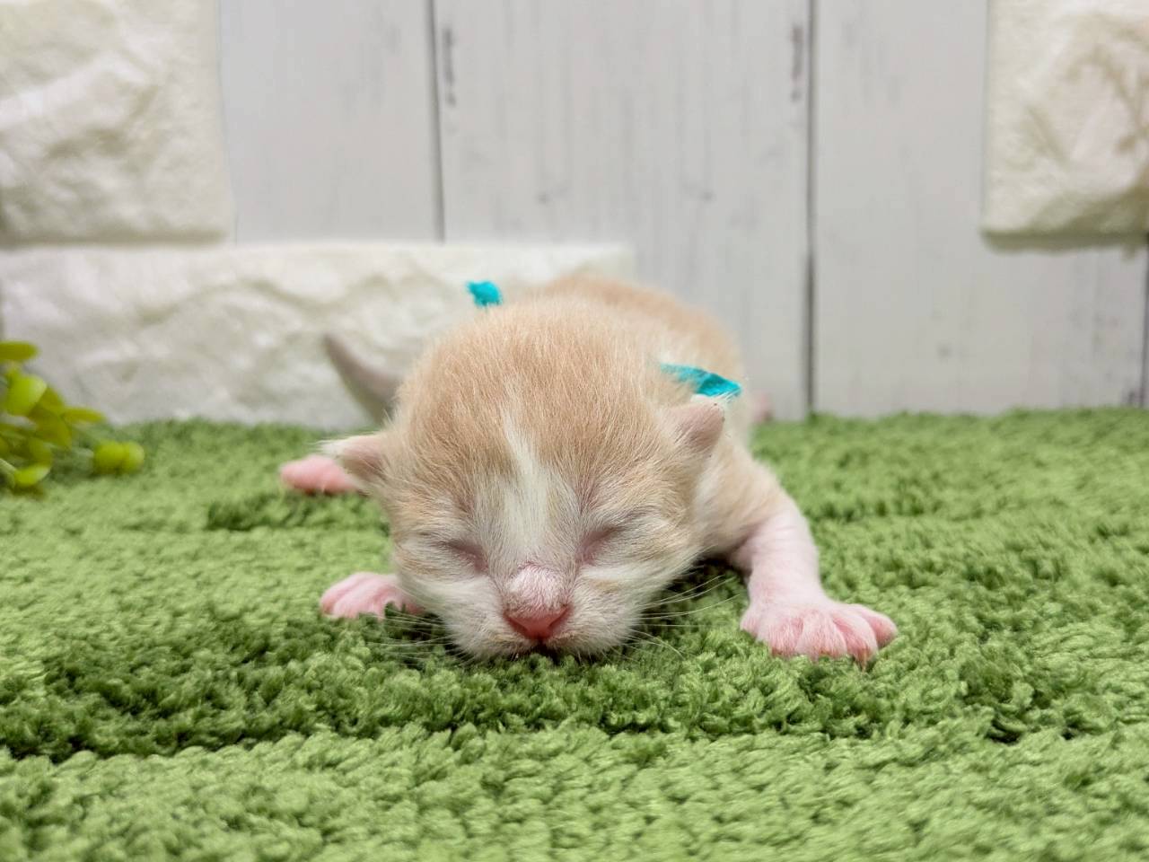 ノルウェージャン・フォレストキャット