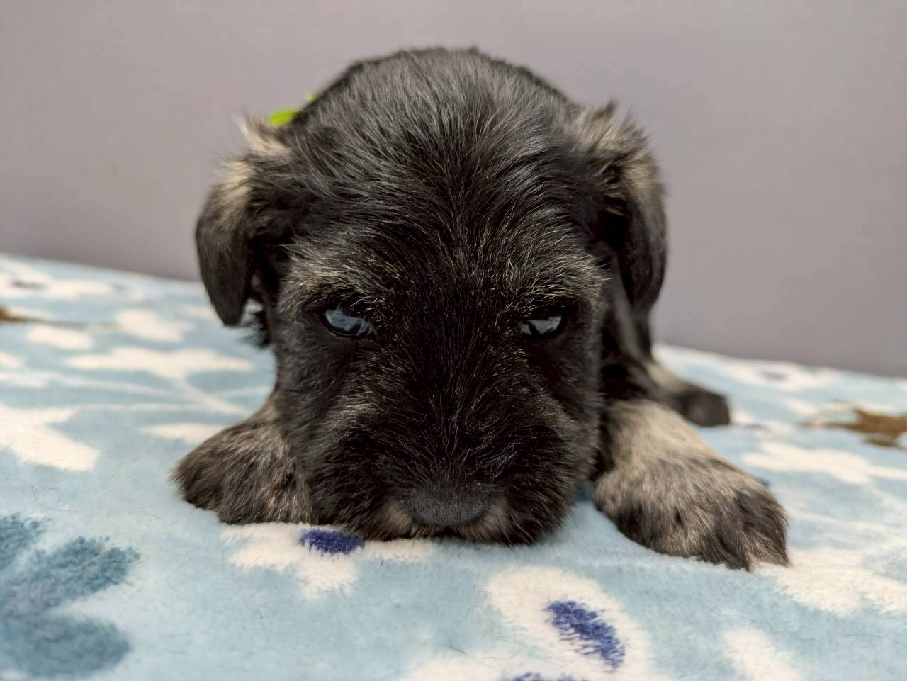 ミニチュア・シュナウザー