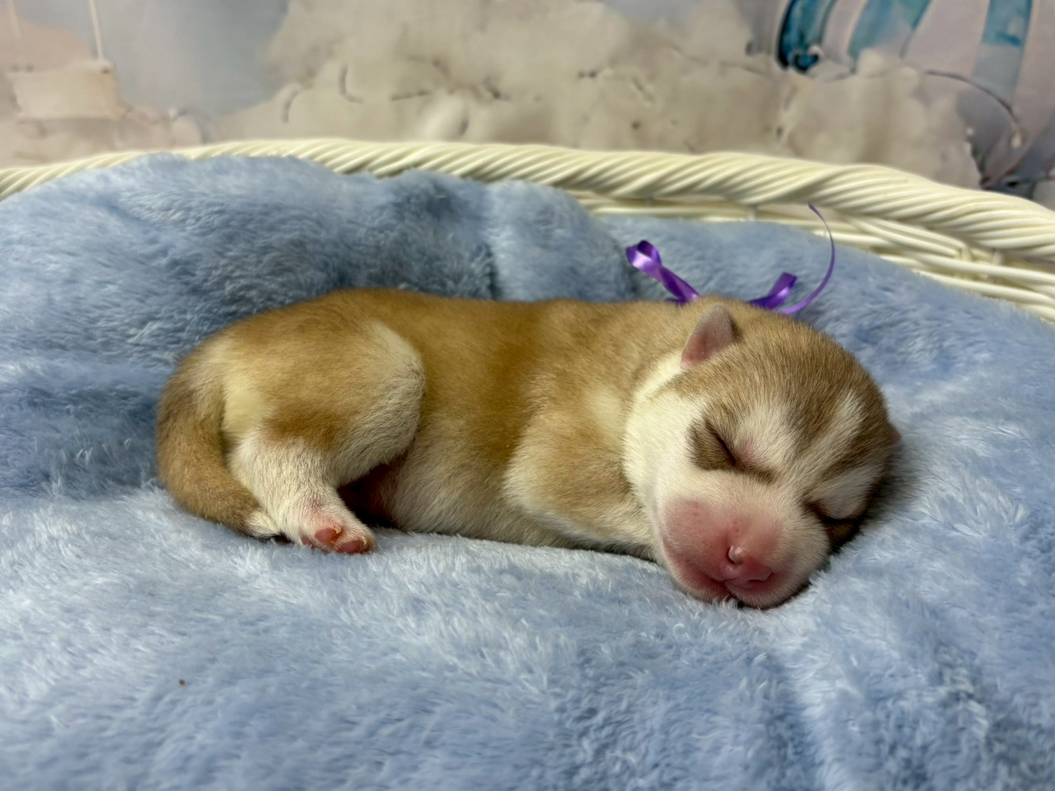 赤ちゃん写真1-2