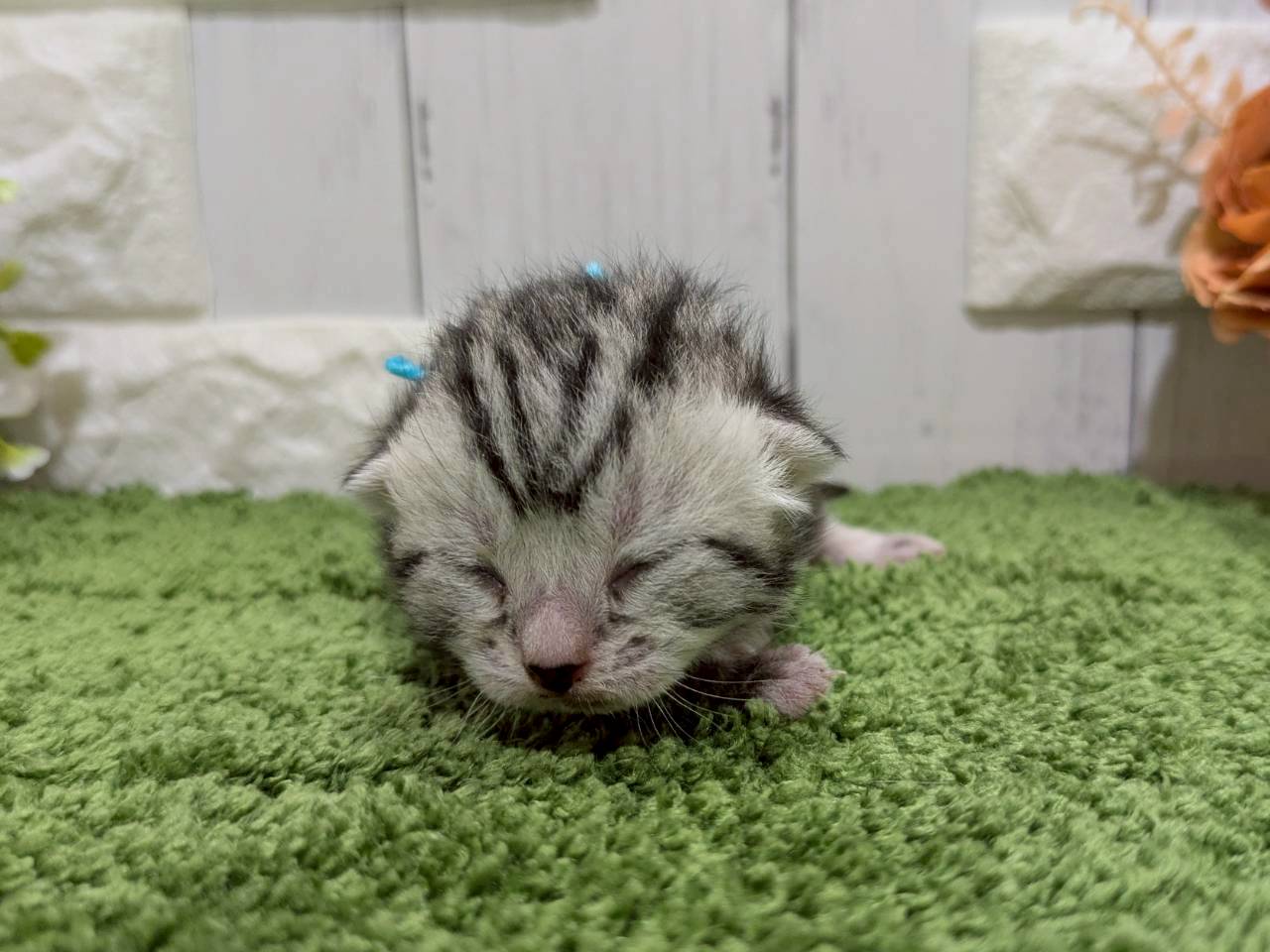 赤ちゃん写真1-1