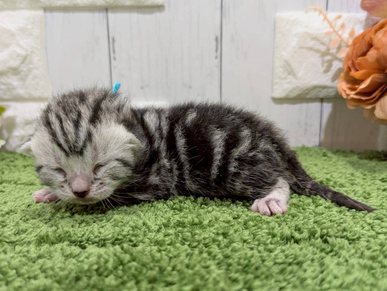 赤ちゃん写真1-2