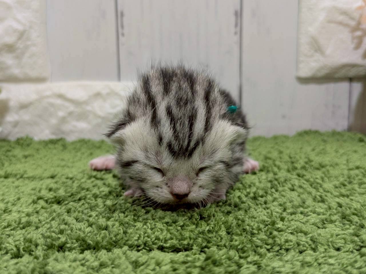 アメリカンショートヘアー