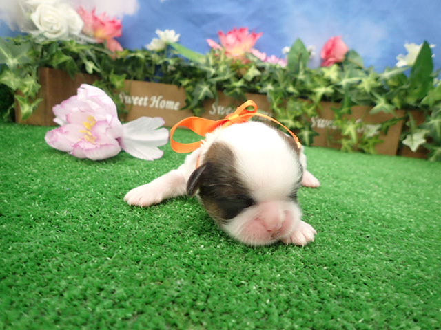 赤ちゃん写真1-1