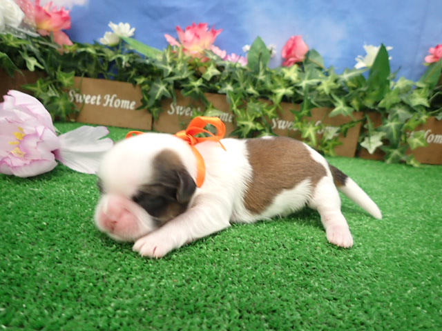 赤ちゃん写真1-2