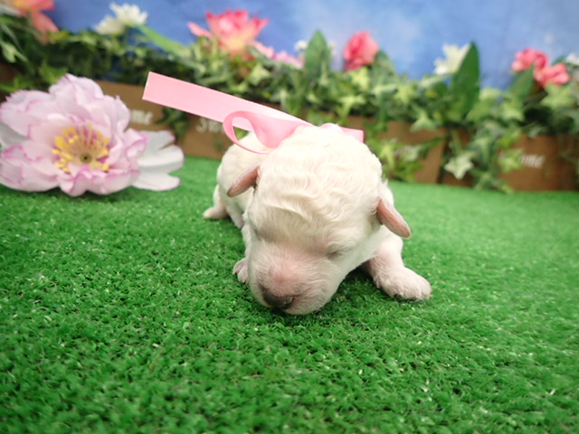 赤ちゃん写真1-1