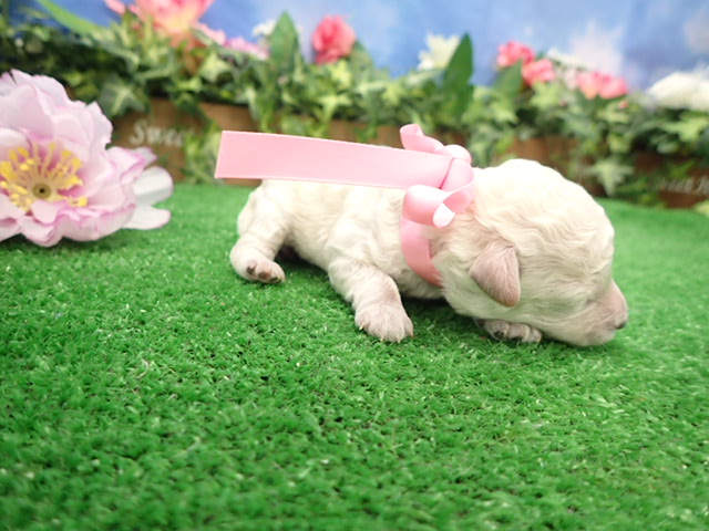 赤ちゃん写真1-2