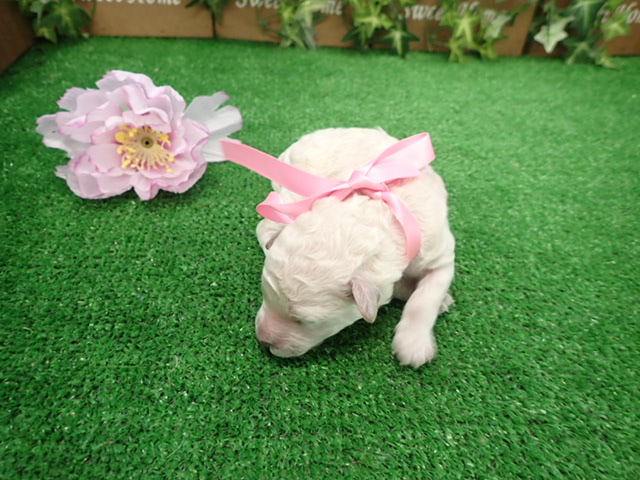 赤ちゃん写真1-3