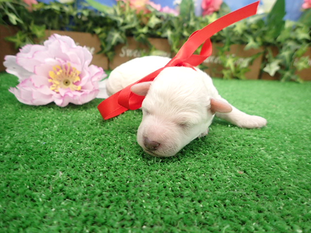 トイ・プードル